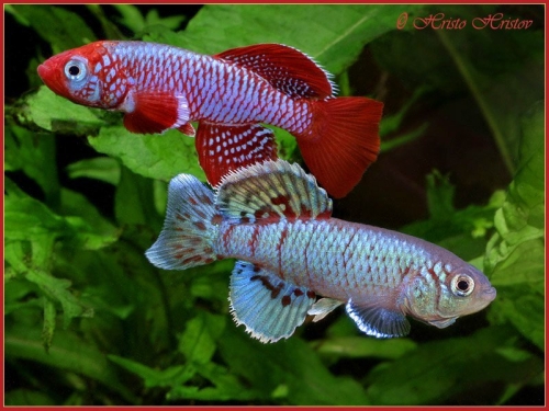 Nothobranchius eggersi Bagamoyo Utete