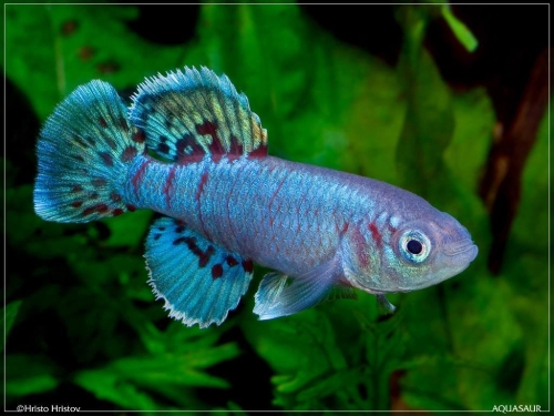 Nothobranchius eggersi Bagamoyo