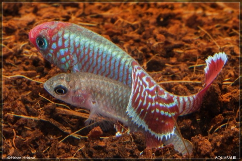 Nothobranchius eggersi Kibiti Utete 07-breeding
