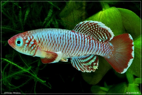 Nothobranchius eggersi TSTS 2012-17