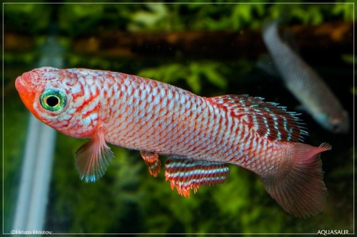 Nothobranchius flammicomantis