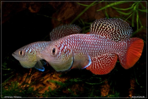 Nothobranchius furzeri Bala Bala MZCS-08-122