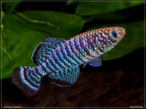 Nothobranchius fuscotaeniatus Kitonga North TAN-97-9
