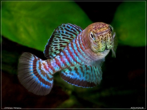 Nothobranchius fuscotaeniatus Kitonga North TAN-97-9