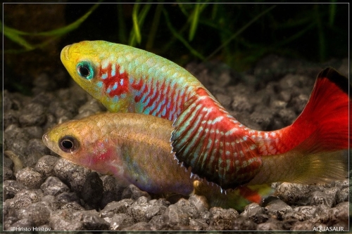Nothobranchius guentheri Zanzibar breeding