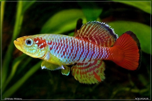 Nothobranchius guentheri Zanzibar