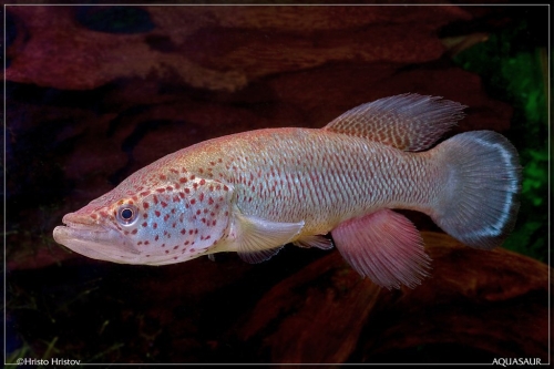 Nothobranchius ocellatus Pakacha TZ-2008-28