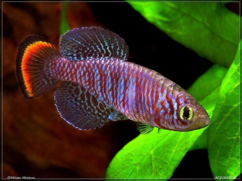 Nothobranchius pienaari Dondo MOZ-04-06