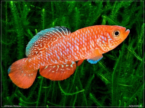 Nothobranchius rosenstocki Luapula River ZM-12-7