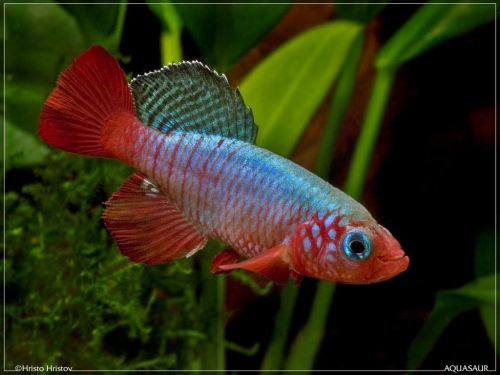 Nothobranchius rubripinnis Kiziko TAN-05-47-RB 