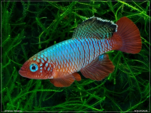 Nothobranchius rubripinns Mbezi River TSTS-2012-20