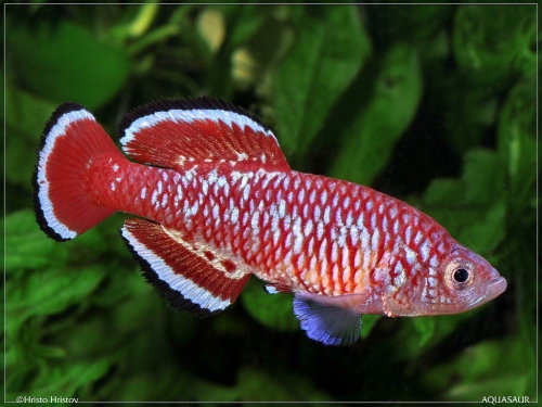 Nothobranchius rubroreticulatus TD-051