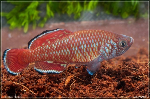 Nothobranchius rubroreticulatus Zakouma National Park TD-05-02