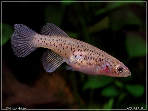 Nothobranchius sp Kiziko TAN-05-RB-1024-female