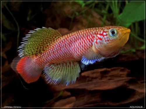 Nothobranchius sp Kiziko TAN-05-RB-1024