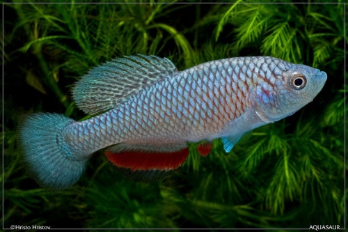Nothobranchius sp. Ikengere K-2011-13