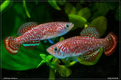 Nothobranchius sp.Lushiba Chienge ZM-12-20-2-males