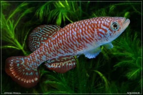 Nothobranchius sp. Lushiba Chienge ZM-12-20