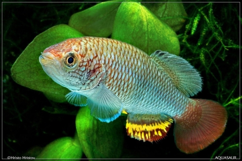 Nothobranchius sp.aff. neumani Mapacha K-2011-06