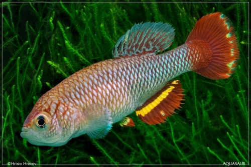 Nothobranchius sp. aff. neumanni Rubuga K-2011-12