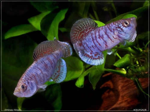 Nothobranchius sp. Caprivi Salambala NA-07-1