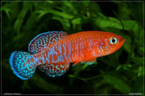 Nothobranchius symoensi Sitambuli ZM-12-10