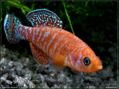 Nothobranchius symoensi