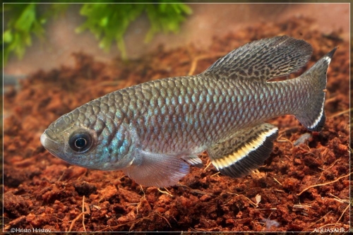 Nothobranchius taeniopygus Itigi TAN-03-8