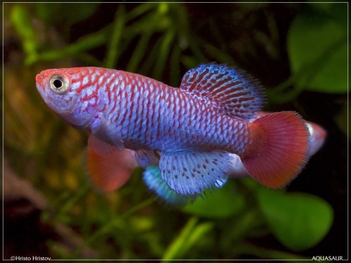 Nothobranchius ugandensis Butiaba