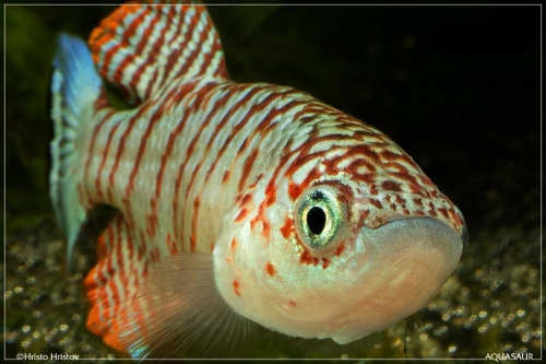 Nothobranchius virgatus Fugnido-EHKS-2009-01