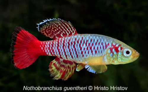 Nothobranchius guentheri