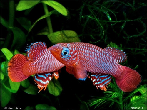 Nothobranchius flammicomantis FTZ-10-21