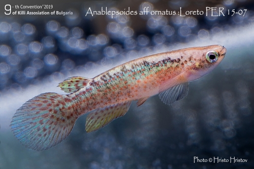 Anablepsoides aff ornatus Loreto PER-15-07