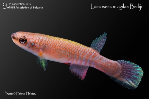 Laimosemion agilae Berlijn