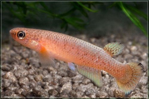 Cynodonichthys chucunaque sucubti Fillo del-Tallo PLL-08002