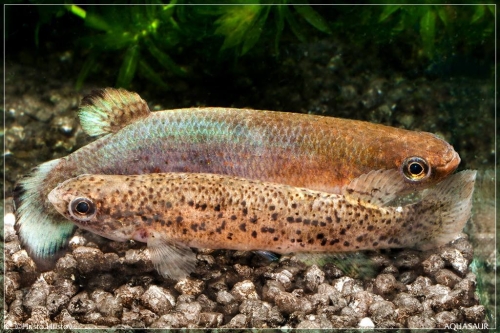 Cynodonichthys chucunaque sucubti Fillo del-Tallo PLL-08002 pair