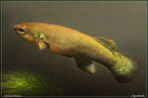 Rivulus cylindraceus Cascade de Soareus