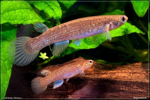 Cynodonichthys elongatus pair