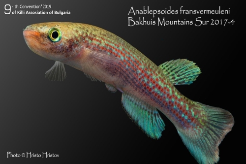 Oditichthys fransvermeuleni Bakhui sMountains Sur 2017-4