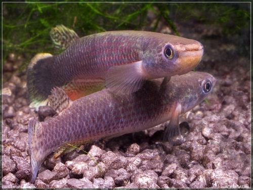 Oditichthys hartii GR 066 Izcaragua pair