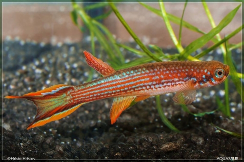 Laimosemion mahdiaensis GUY-97-5