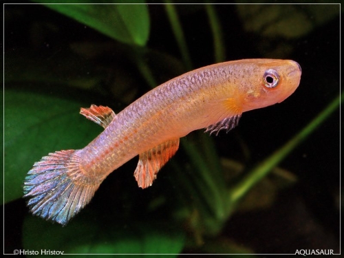Oditichthys ornatus SW