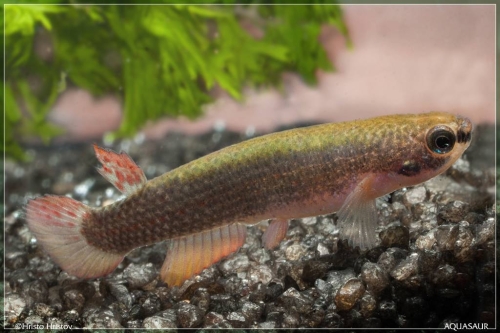 Oditichthys ornatus