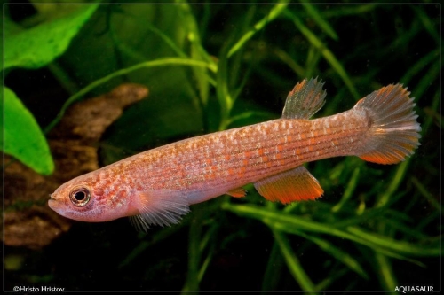 Laimosemion rectocaudatus