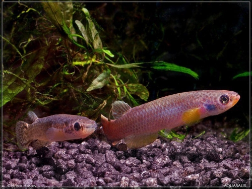 Cynodonichthys tenuis Papaloapan pair