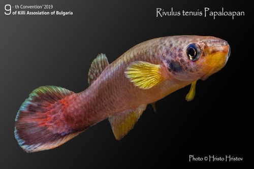 Cynodonichthys tenuis Papaloapan