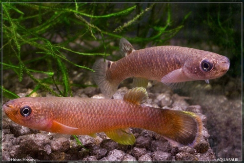 Oditichthys uroflammeus siegfriedi Jardin Gaia CR pair