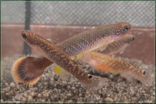 Oditichthys uroflammeus siegfriedi Quepos pair