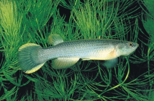 Oditichthys holmiae