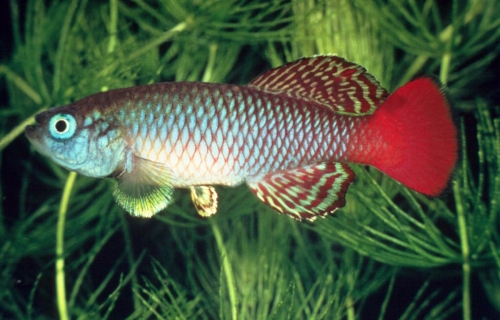 Nothobranchius palmquisti Tanzania